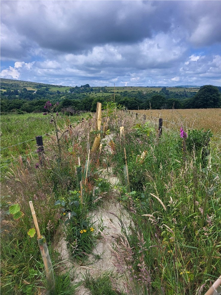 A field showing wool used as mulch