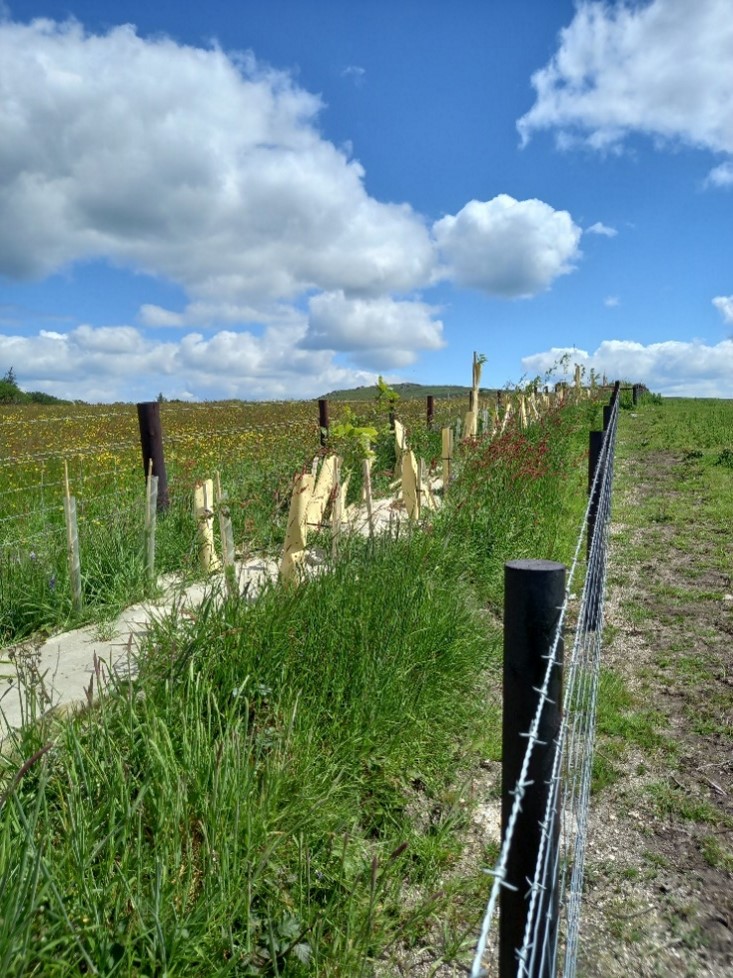 A field boundary showing wool used as mulch