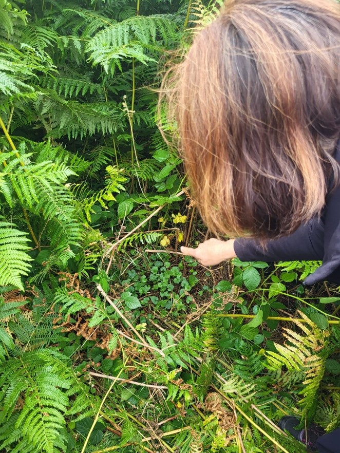 A woman looking at butterfly habitats