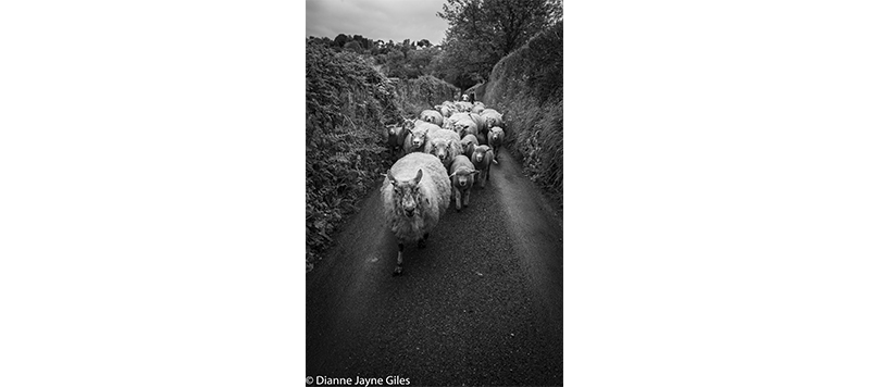 Sheep moving along narrow lane